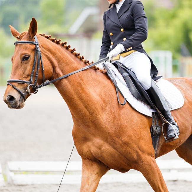 equestrian Sectors